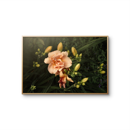 Double Daylily and Buds