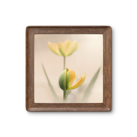 Peaceful Pale Yellow Tulips