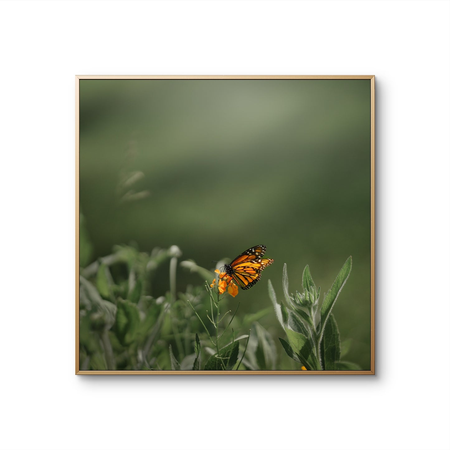 Monarch Butterfly Square Print