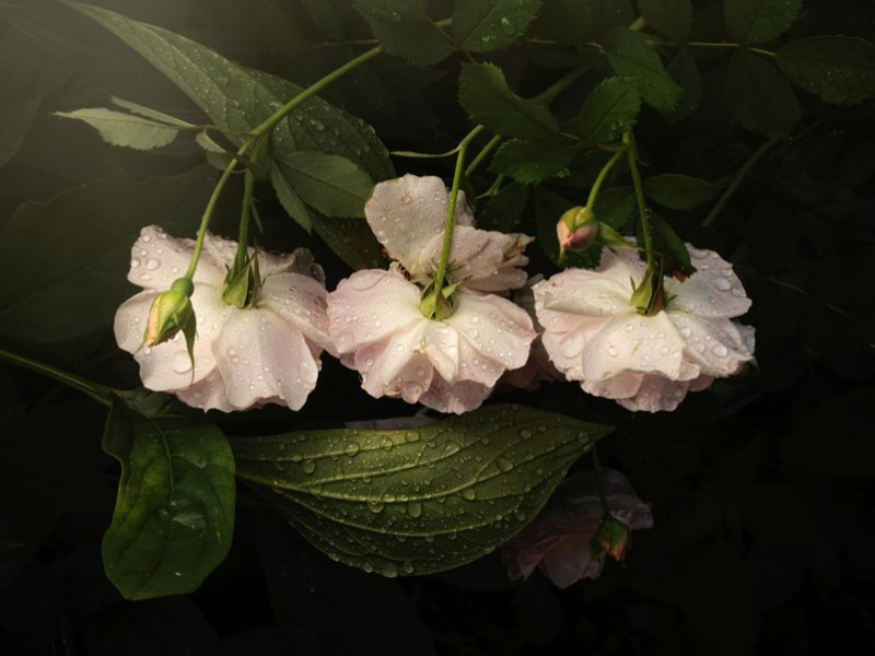 Pink Flowers Covered in Morning Dew in a Lush Green Garden