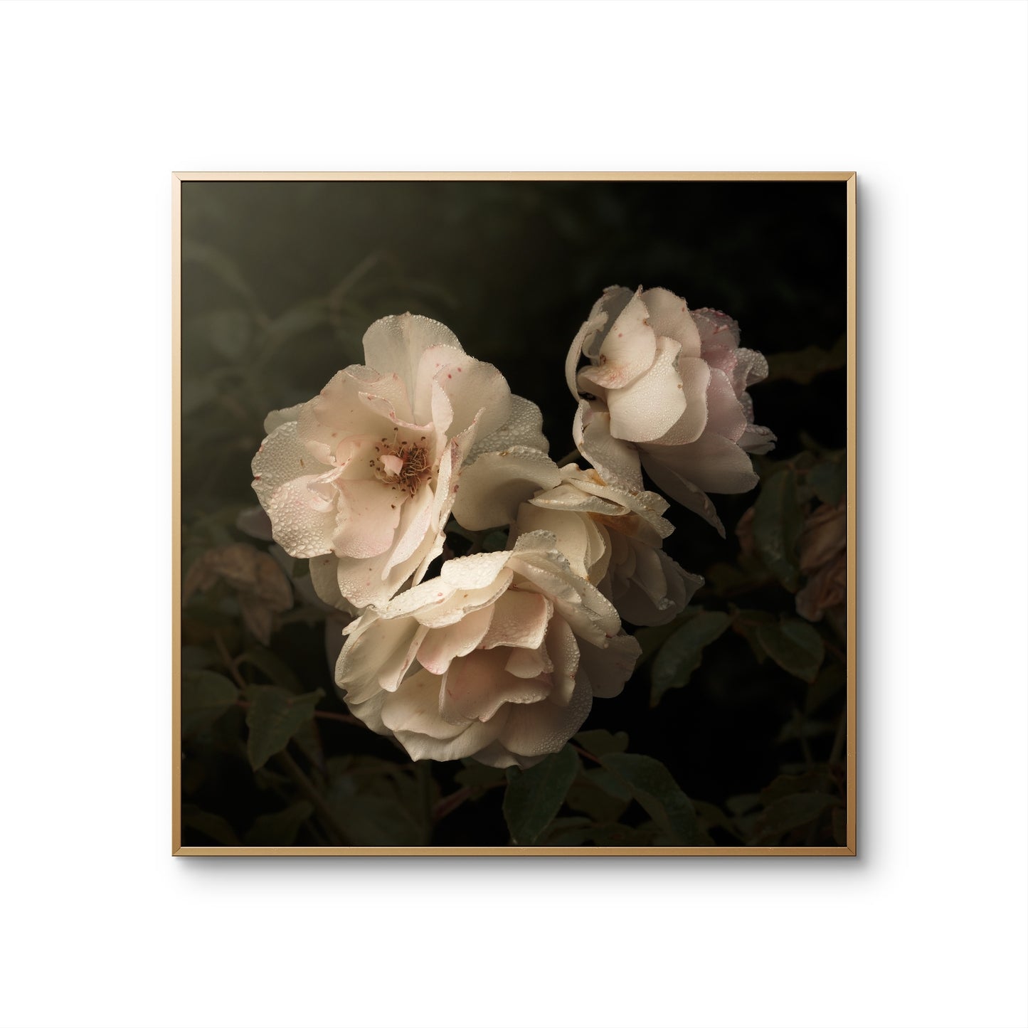 Aging Iceberg Roses