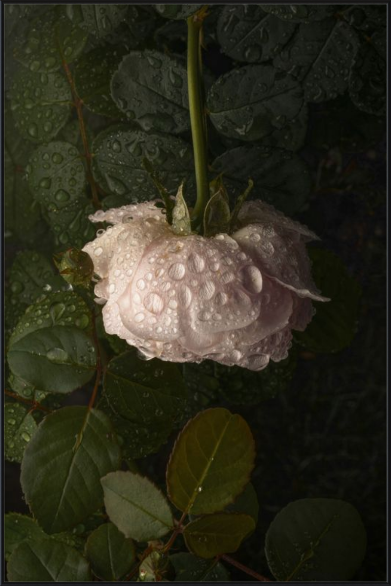 Rose After the Rain