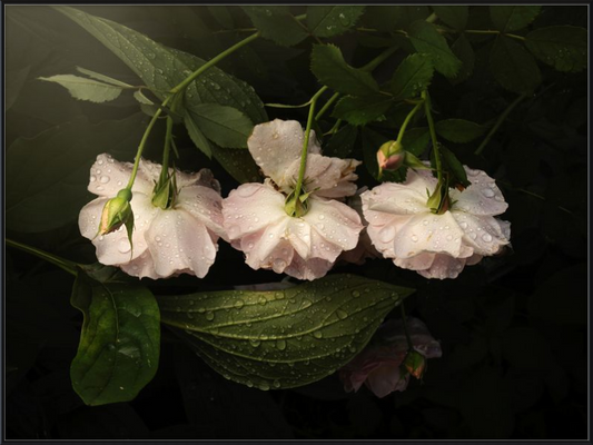 Pink Flowers Covered in Morning Dew in a Lush Green Garden