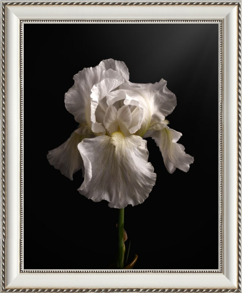 Elegant White Iris 'Immortality'