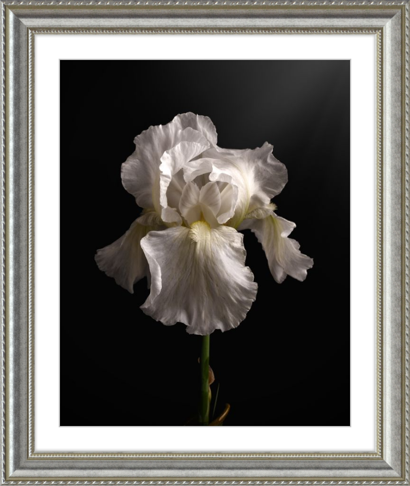 Elegant White Iris 'Immortality'
