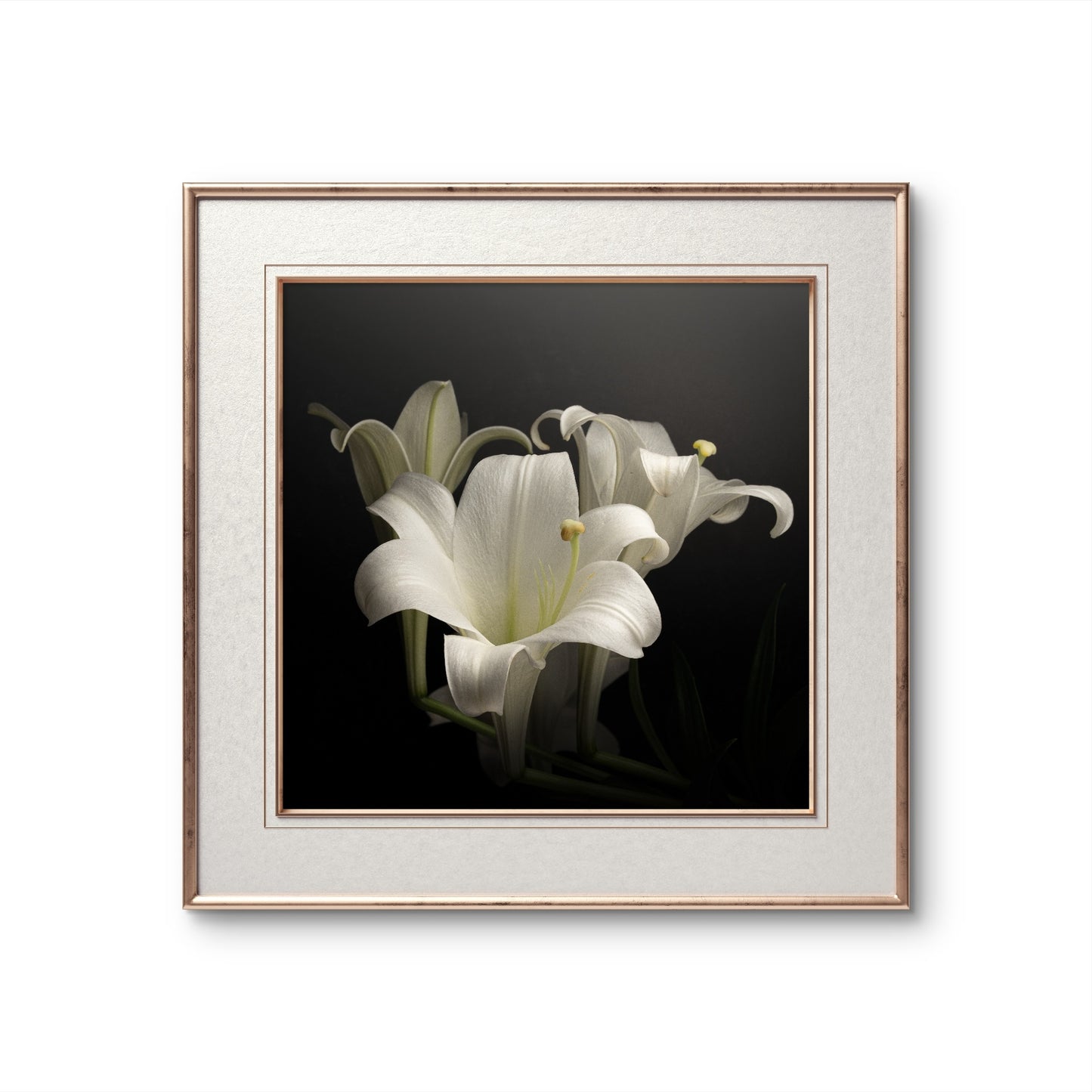 Elegant White Lilies Displayed Against a Dark Background