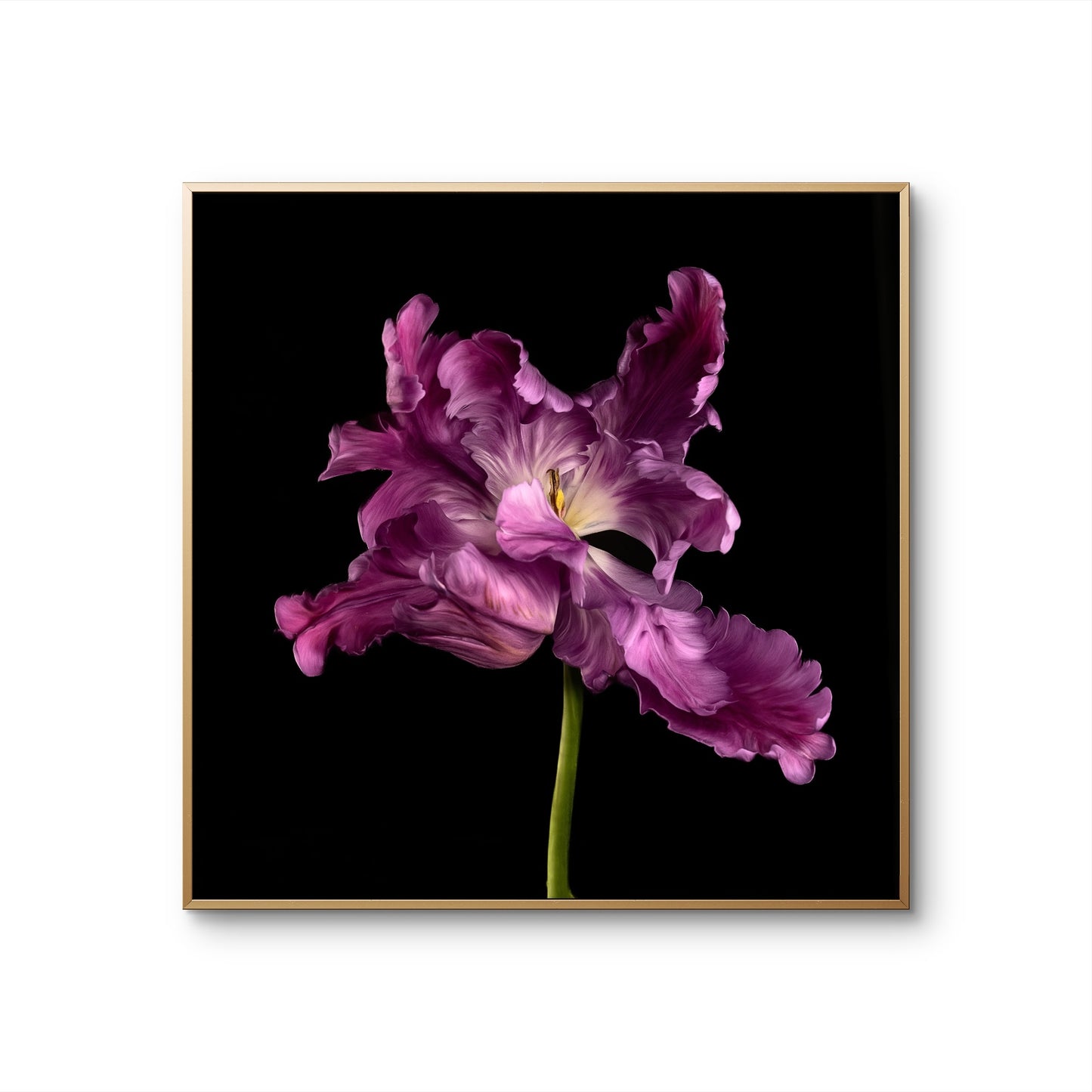 Frilly Purple Parrot Tulip Fine Art Square Unframed Print