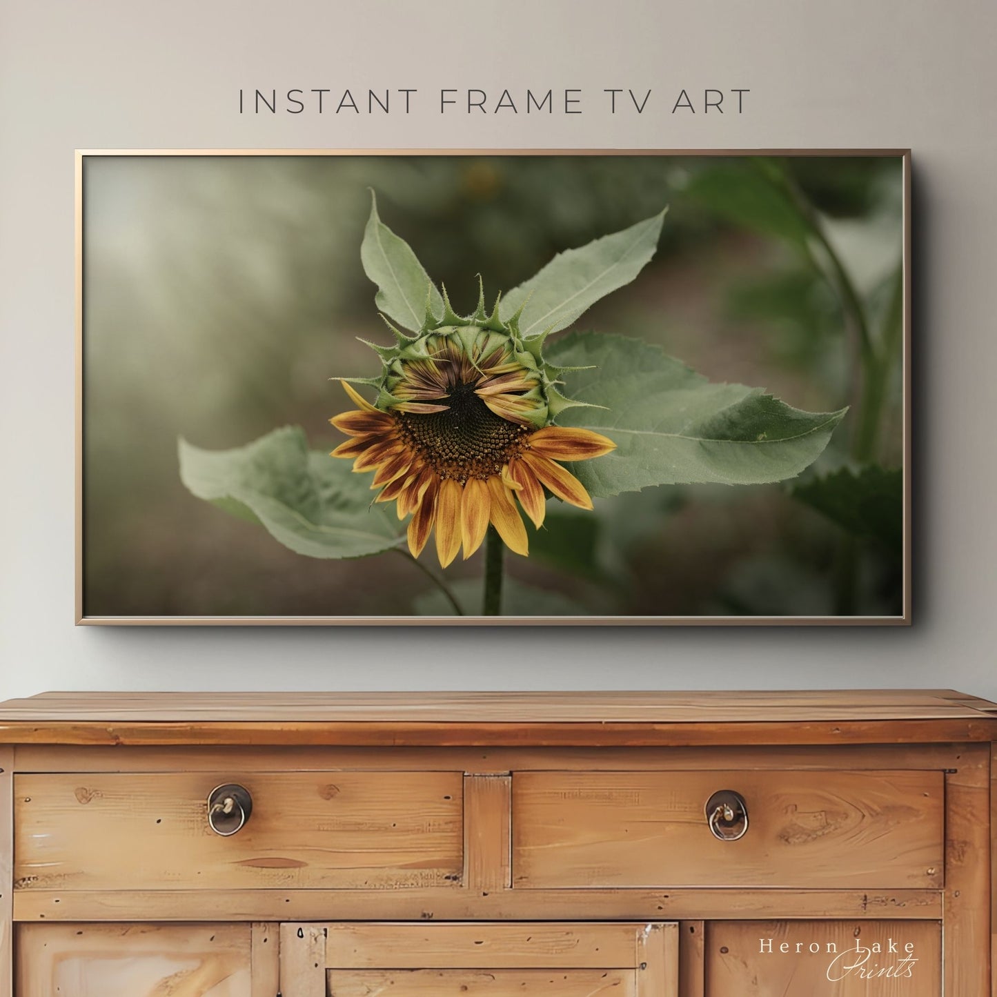 Opening Sunflower - Frame TV