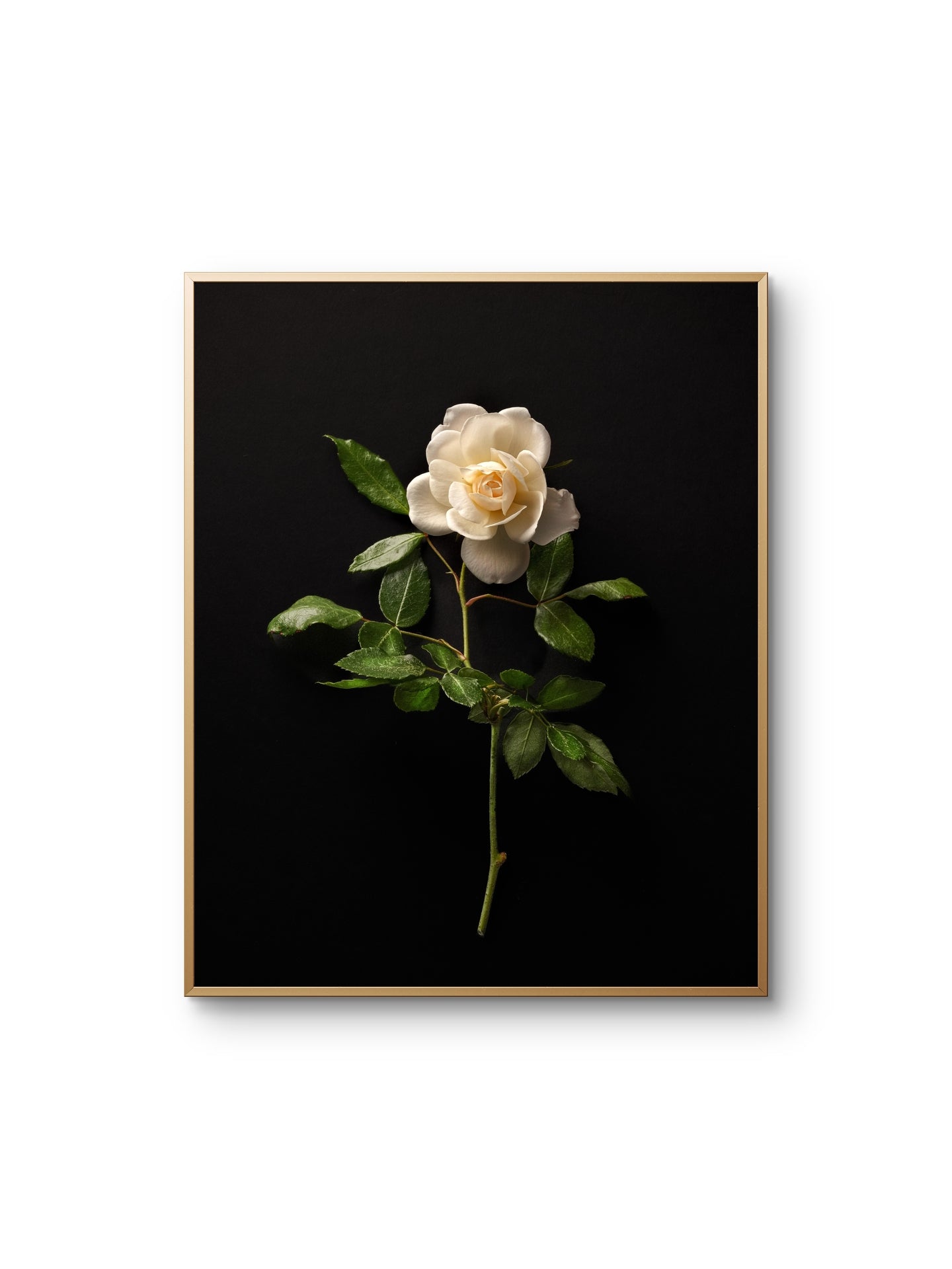 Single White Rose
