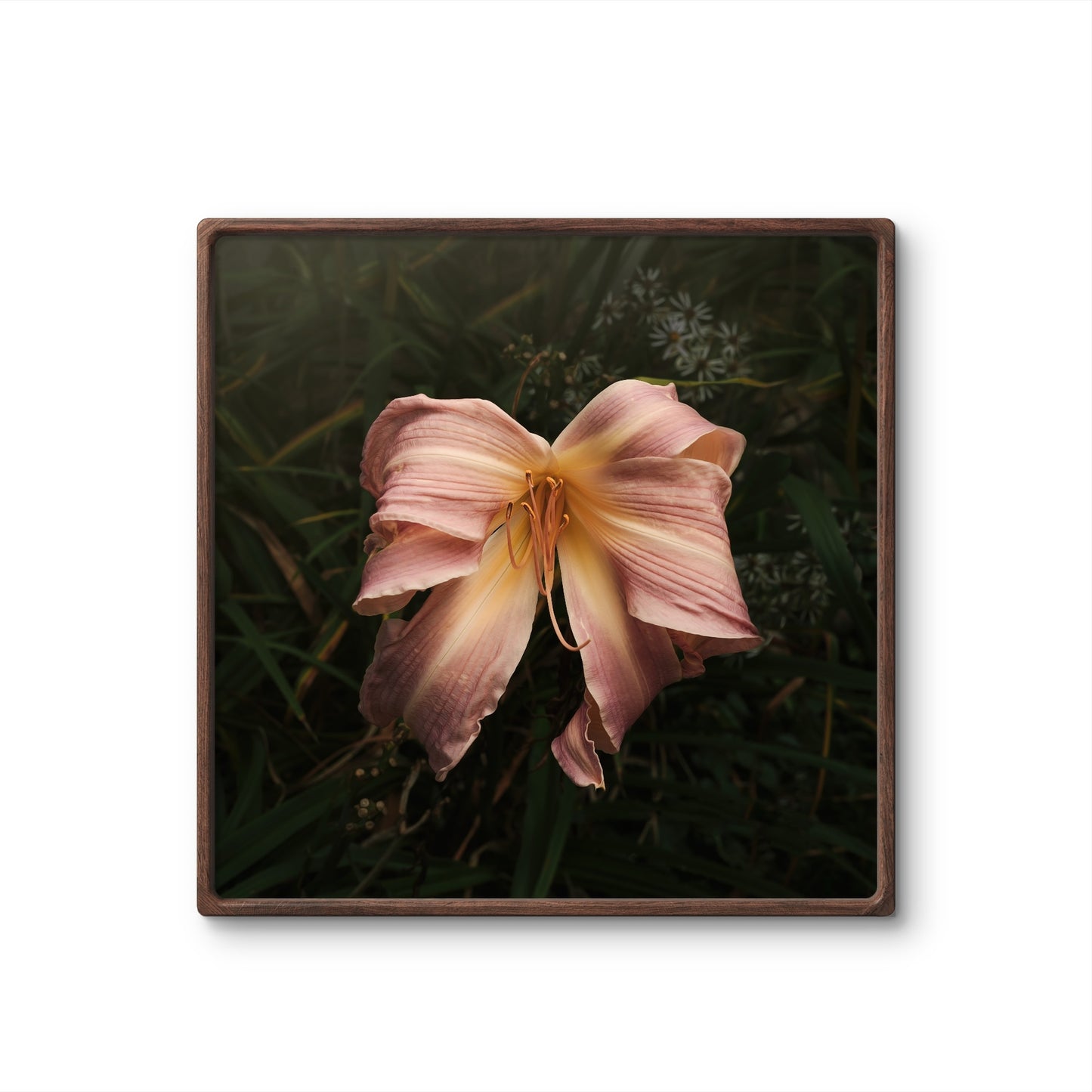 Bow Daylily