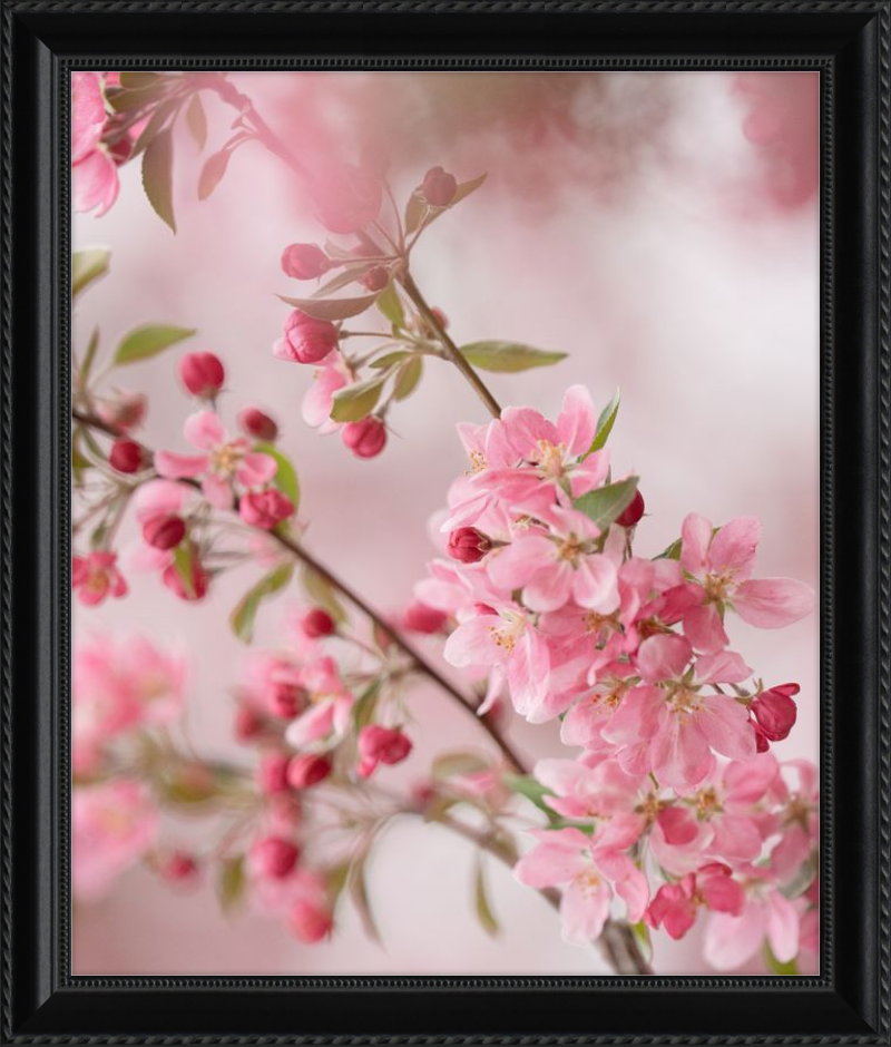 Pink Cherry Blossoms in Spring