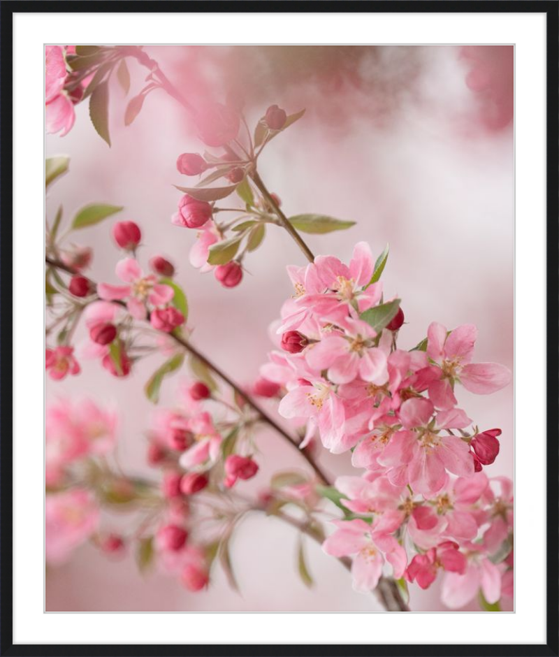 Pink Cherry Blossoms in Spring