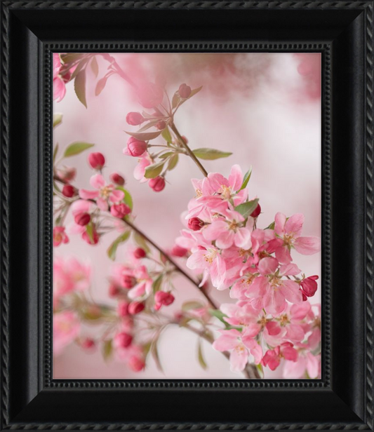 Pink Cherry Blossoms in Spring