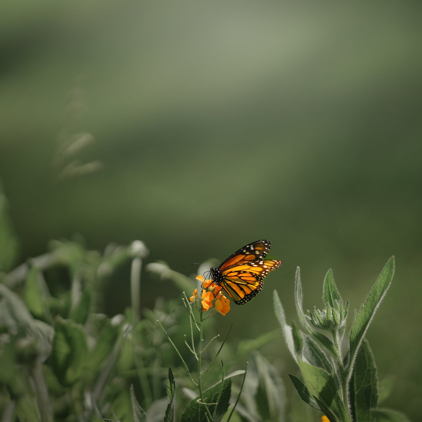 Monarch Butterfly Square Print