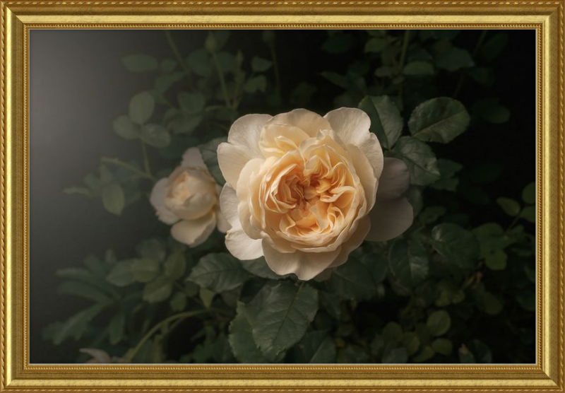 Delicate Cream Rose Blooming in a Serene Dark Green Garden Setting