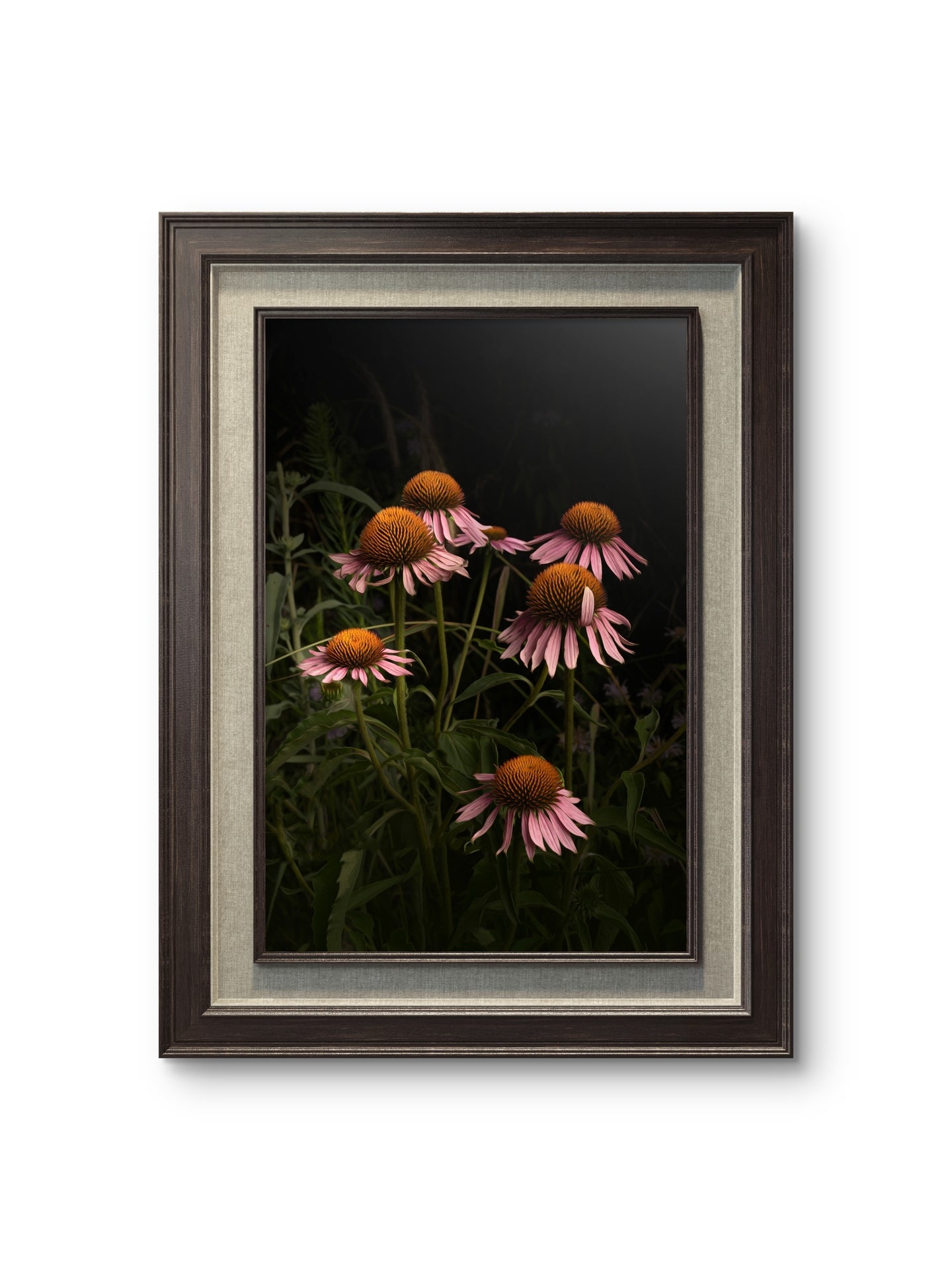 Elegant Pink Coneflowers in a Naturalistic Garden Setting 'The Wayward Petal'