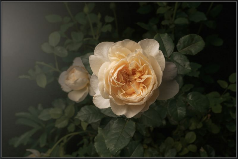 Delicate Cream Rose Blooming in a Serene Dark Green Garden Setting