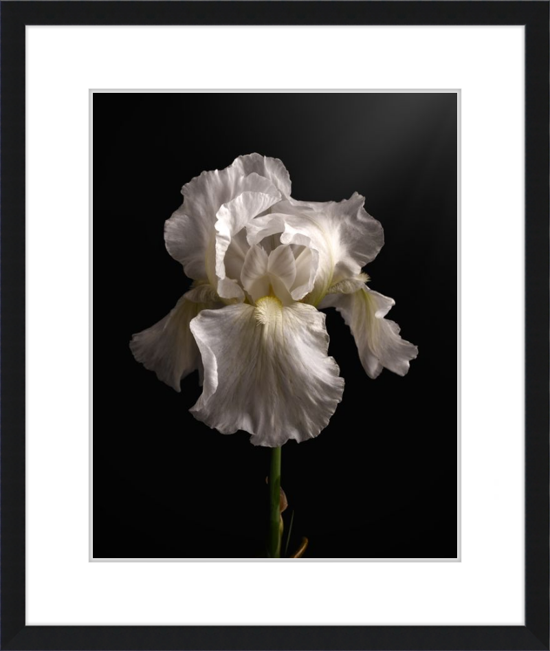Elegant White Iris 'Immortality'