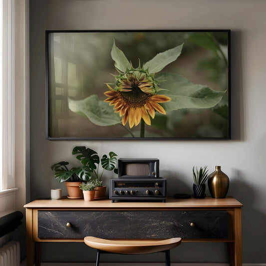 Opening Sunflower - Frame TV