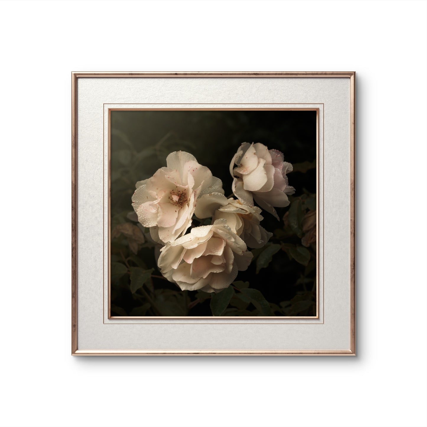 Aging Iceberg Roses