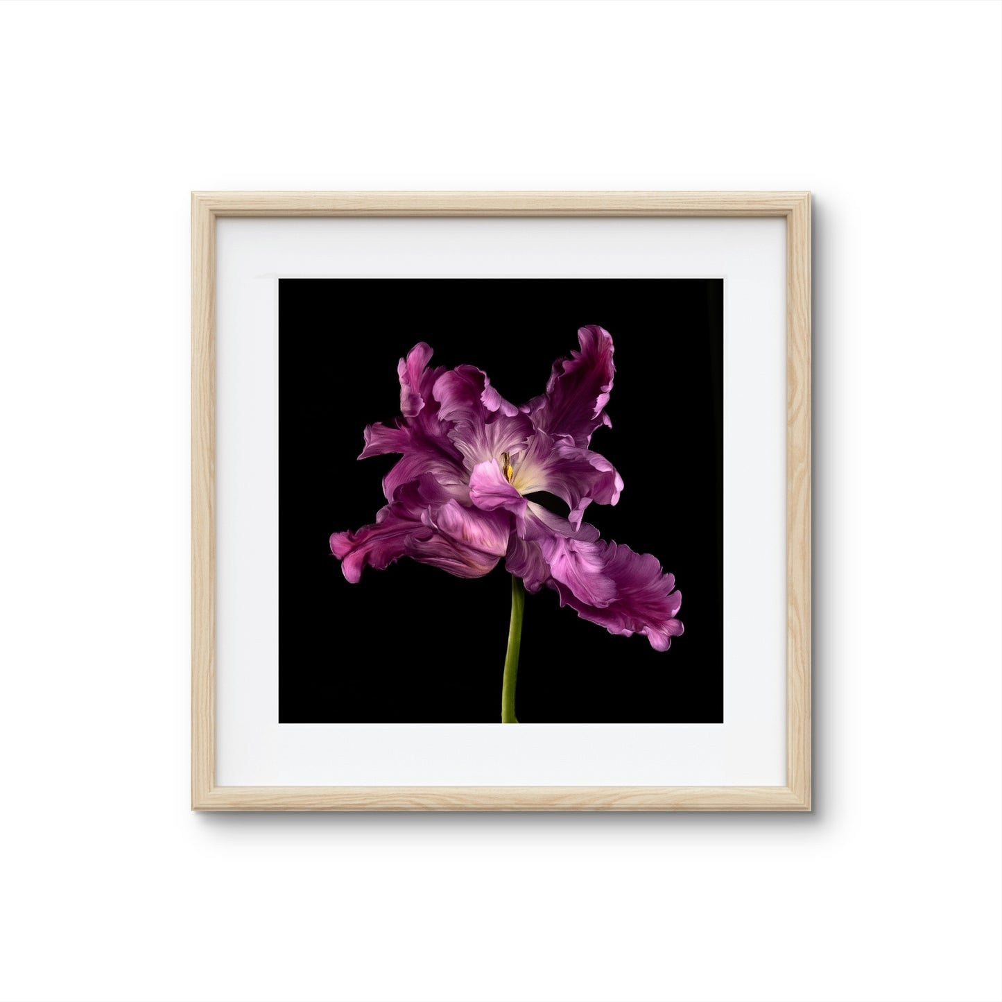 Frilly Purple Parrot Tulip Fine Art Square Unframed Print
