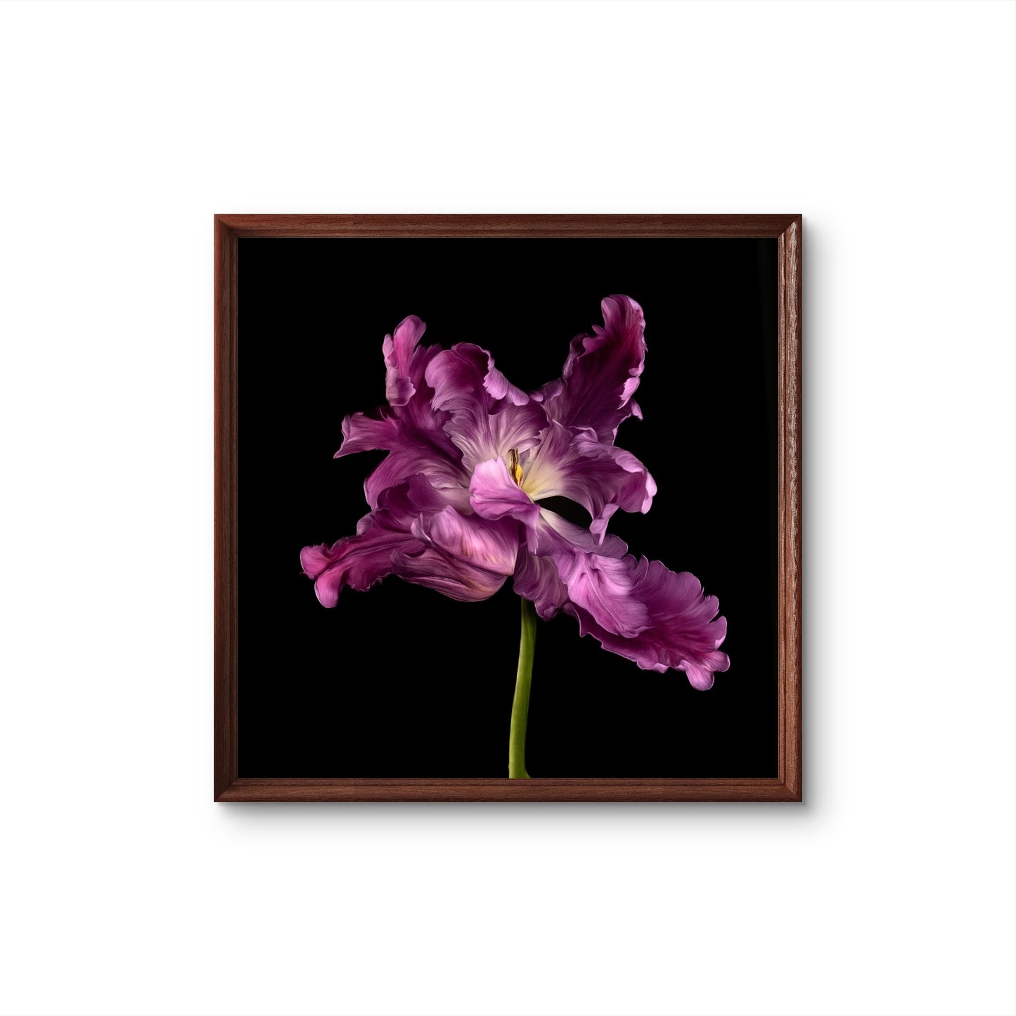 Frilly Purple Parrot Tulip Fine Art Square Unframed Print