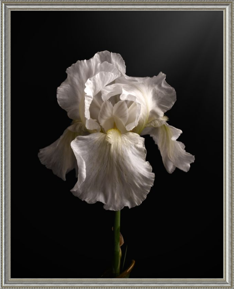 Elegant White Iris 'Immortality'