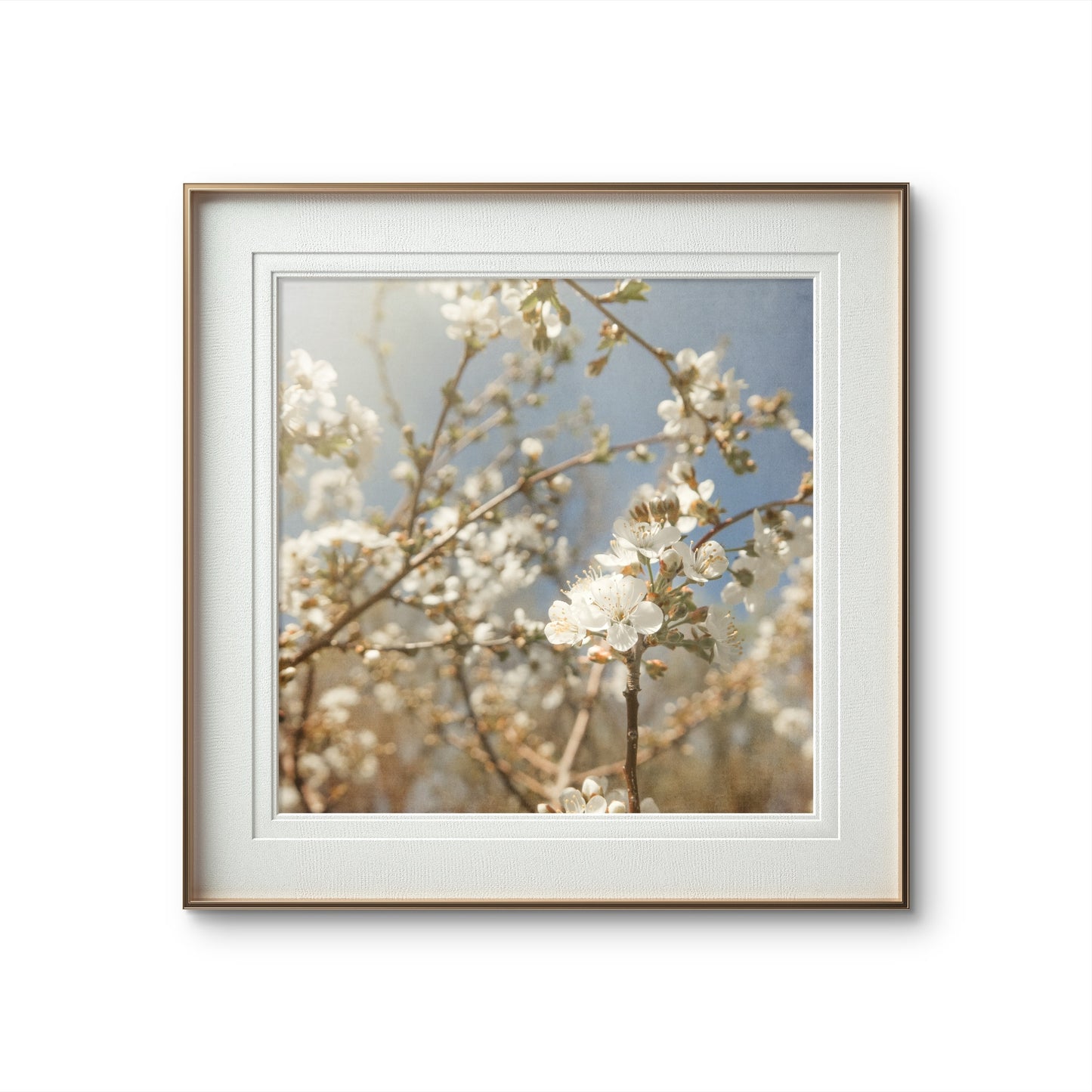 Spring White Cherry Blossoms