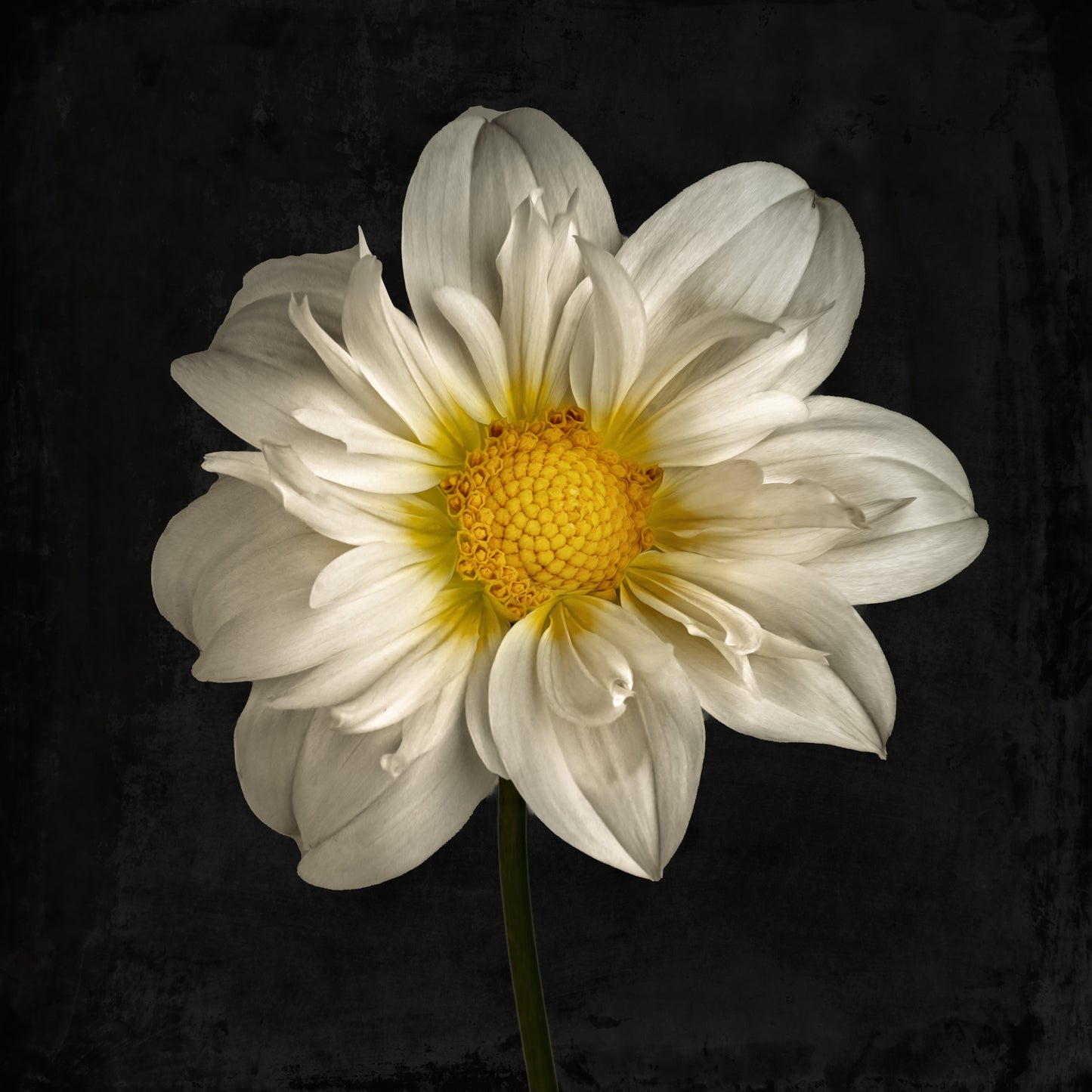 Cherubino Dahlia Portrait