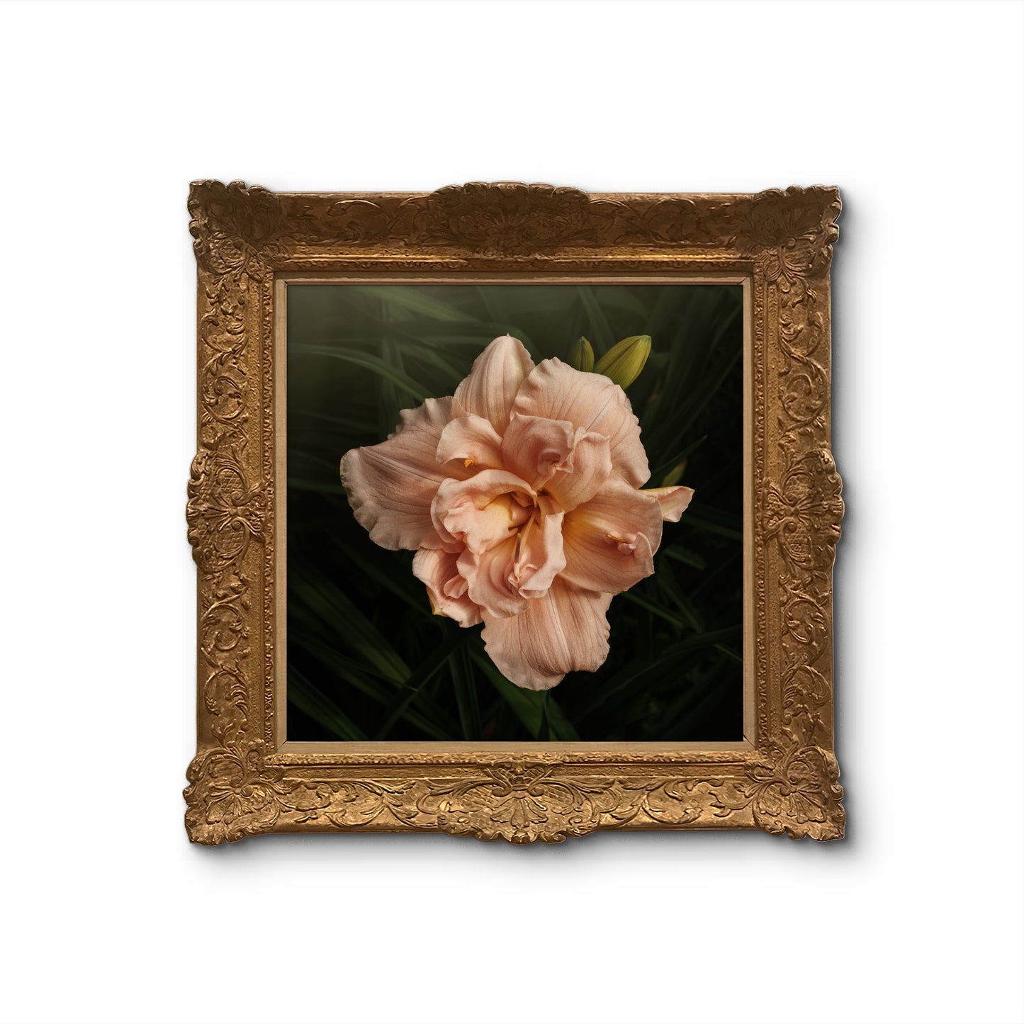 Beautiful Peach Double Daylily