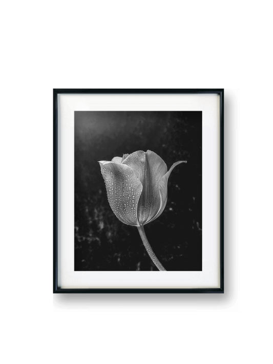 Black and White Tulip with Water Droplets