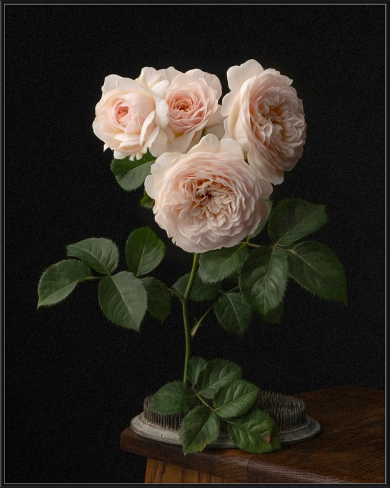 Blush English Roses