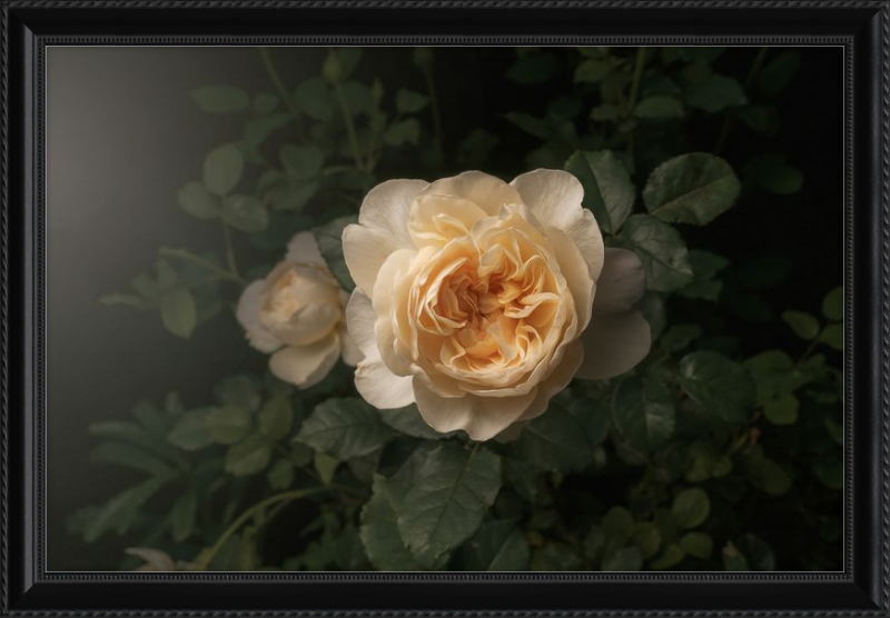Delicate Cream Rose Blooming in a Serene Dark Green Garden Setting