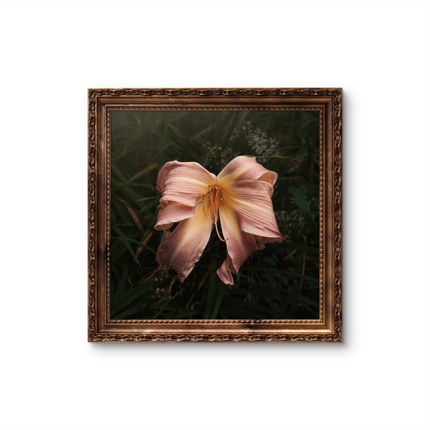 Bow Daylily