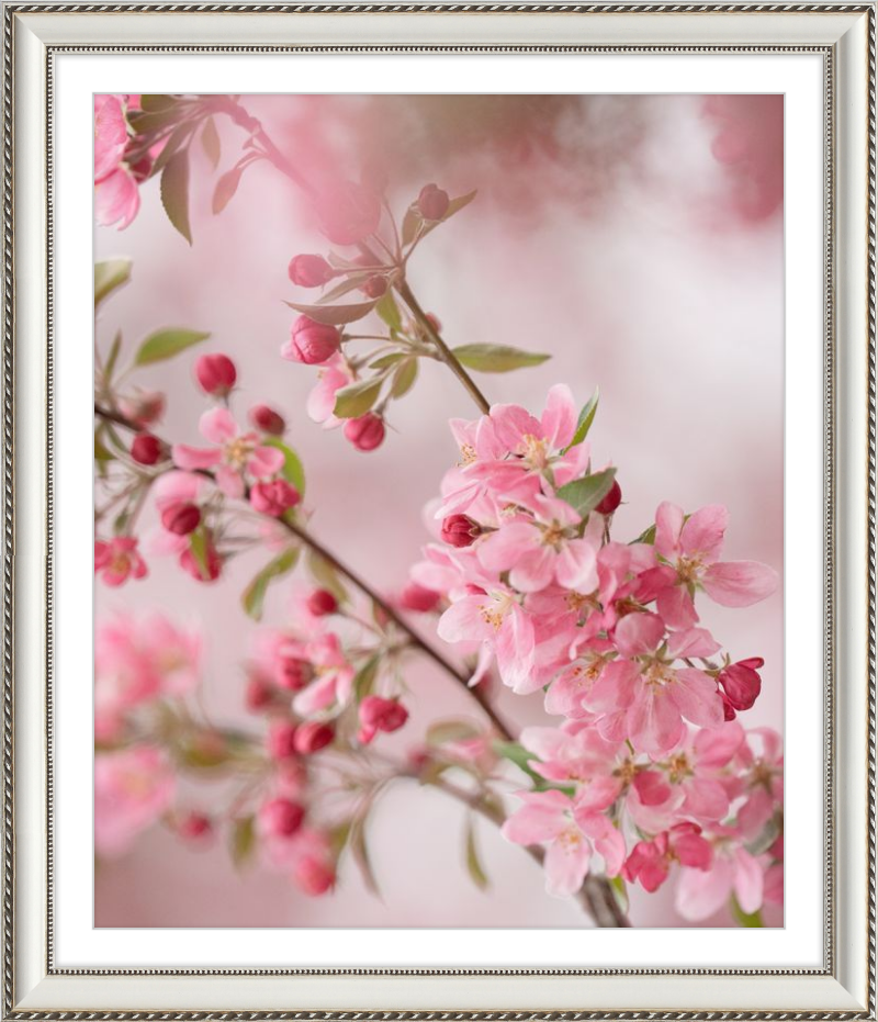 Pink Cherry Blossoms in Spring