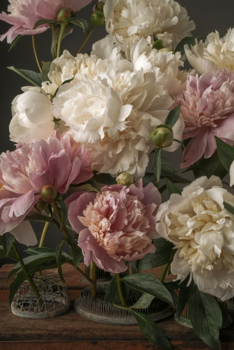 Romantic Peony Fine Art Print