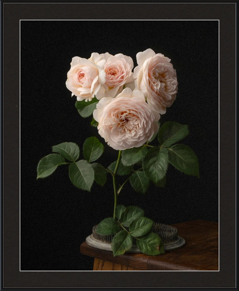 Blush English Roses
