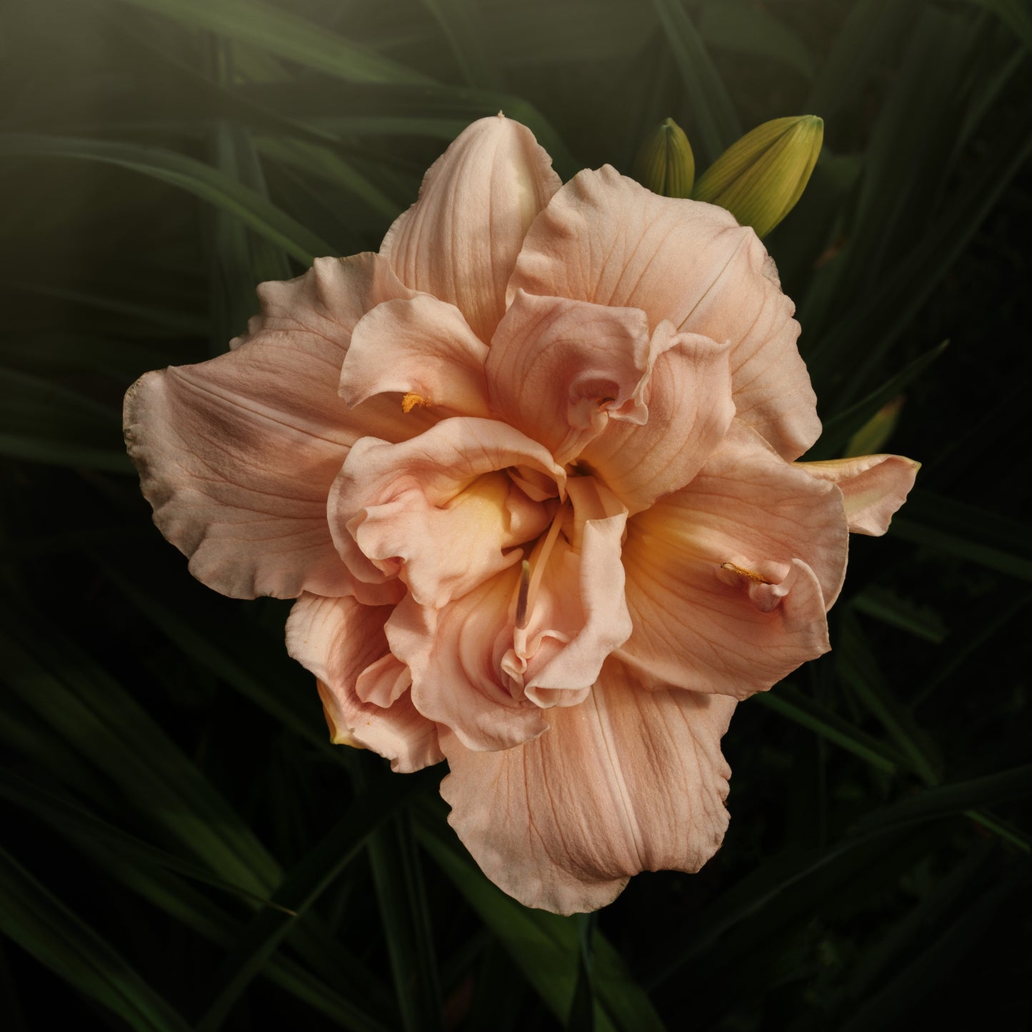 Beautiful Peach Double Daylily