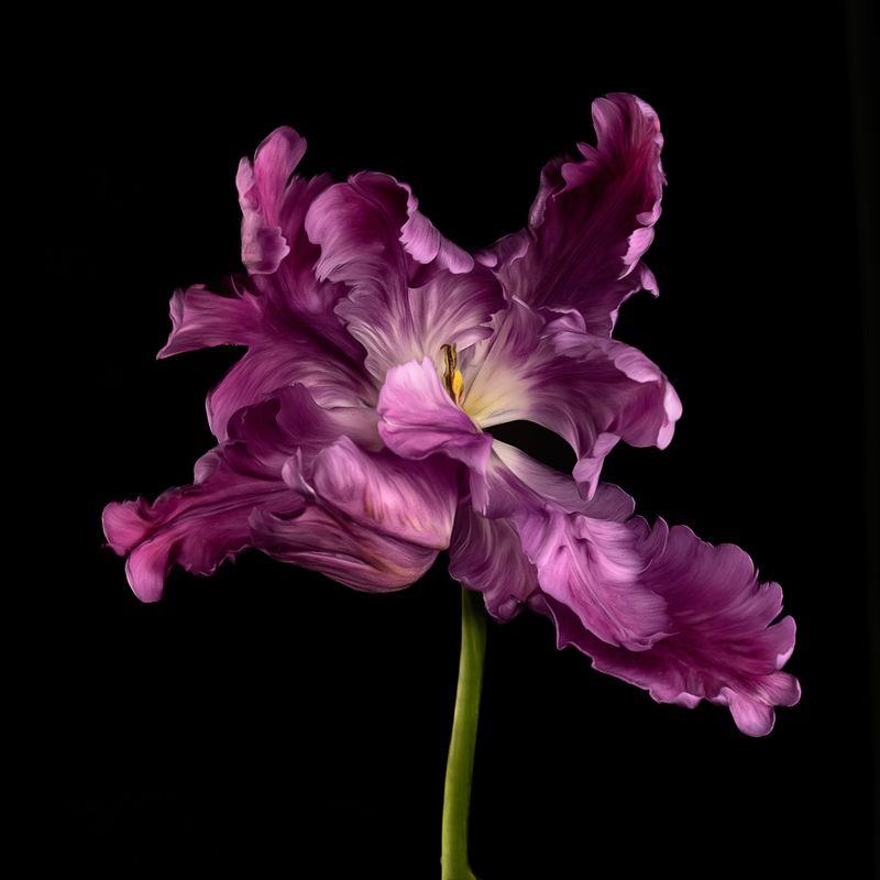 Elegant Purple Tulip Flower