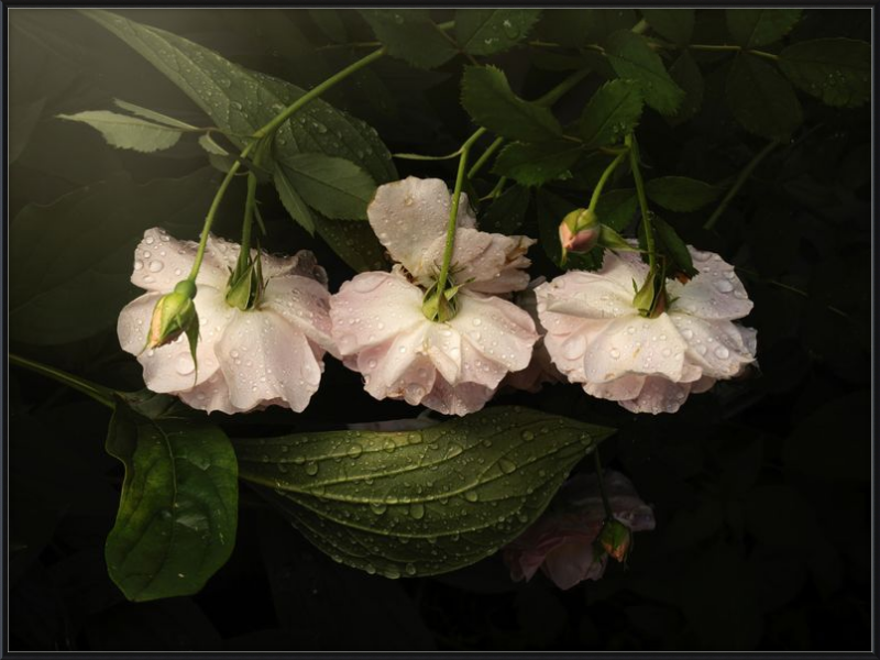 Pink Flowers Covered in Morning Dew in a Lush Green Garden