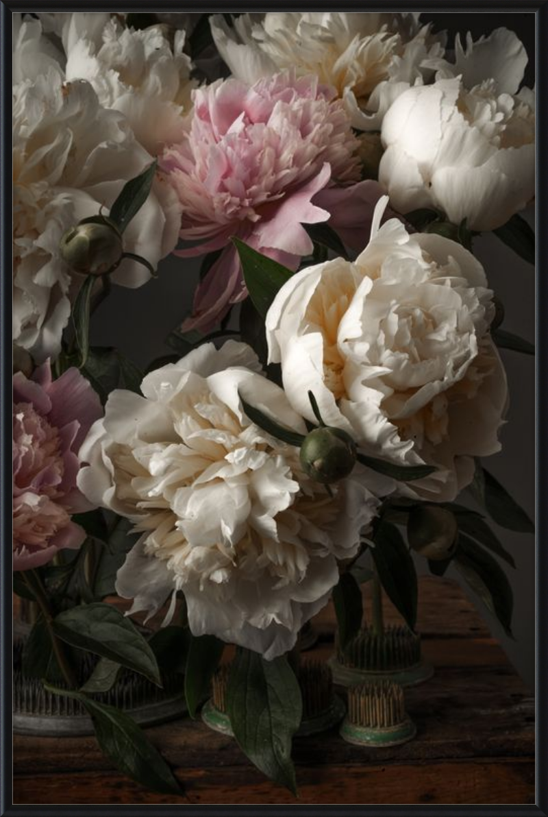 Ivory Blush Peonies
