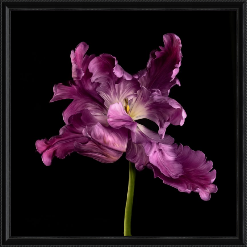 Elegant Purple Tulip Flower