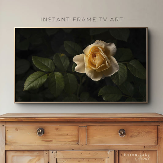 The Yellow Rose - Frame TV