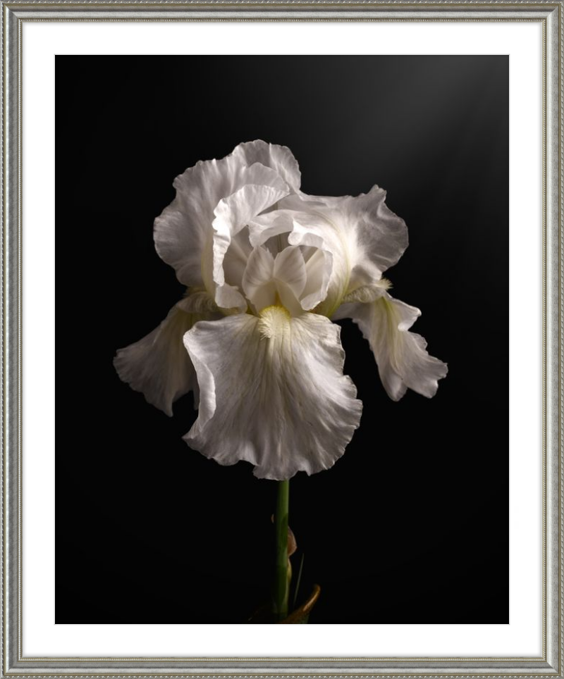 Elegant White Iris 'Immortality'