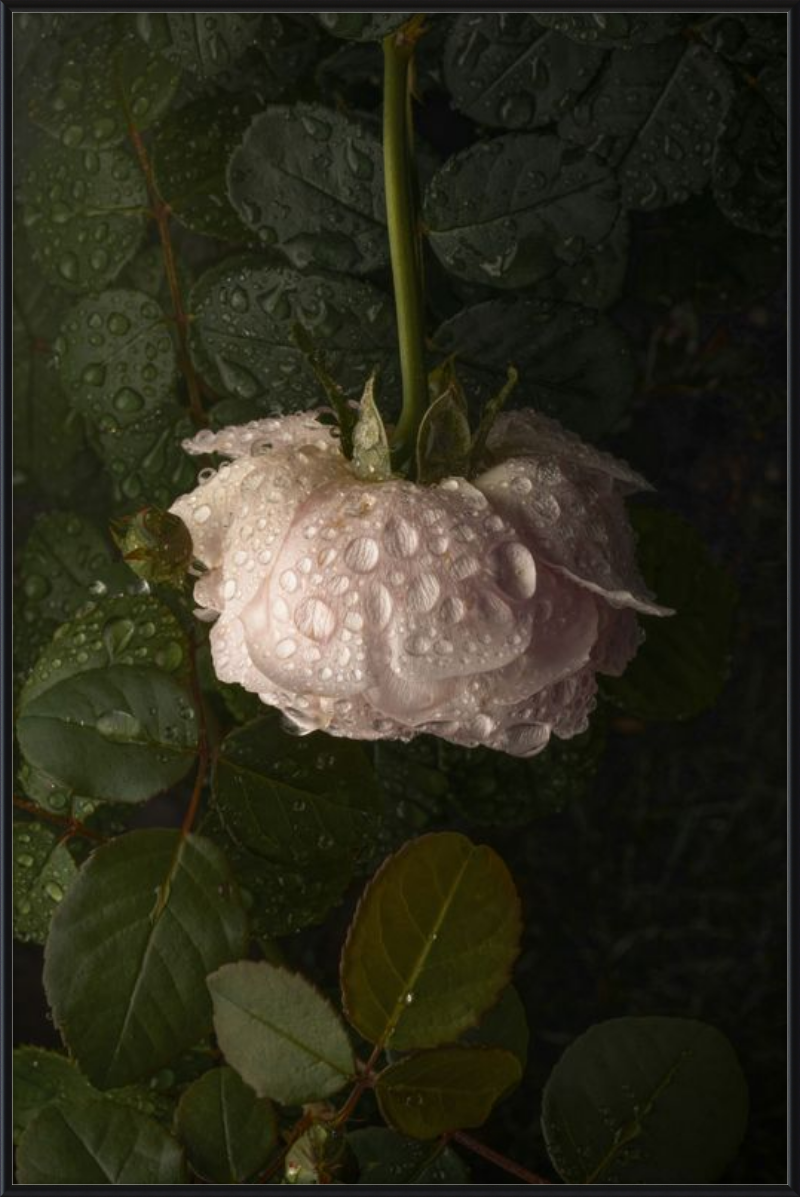 Rose After the Rain