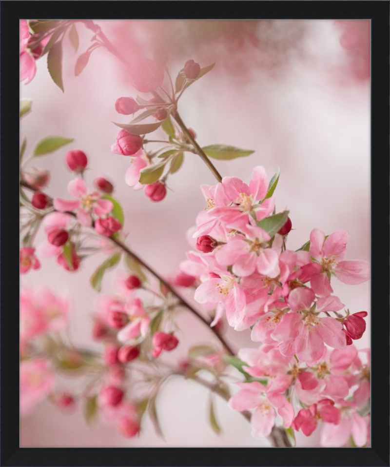 Pink Cherry Blossoms in Spring