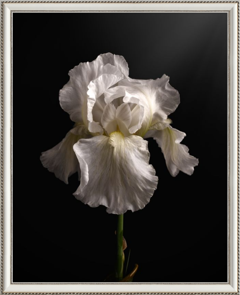 Elegant White Iris 'Immortality'