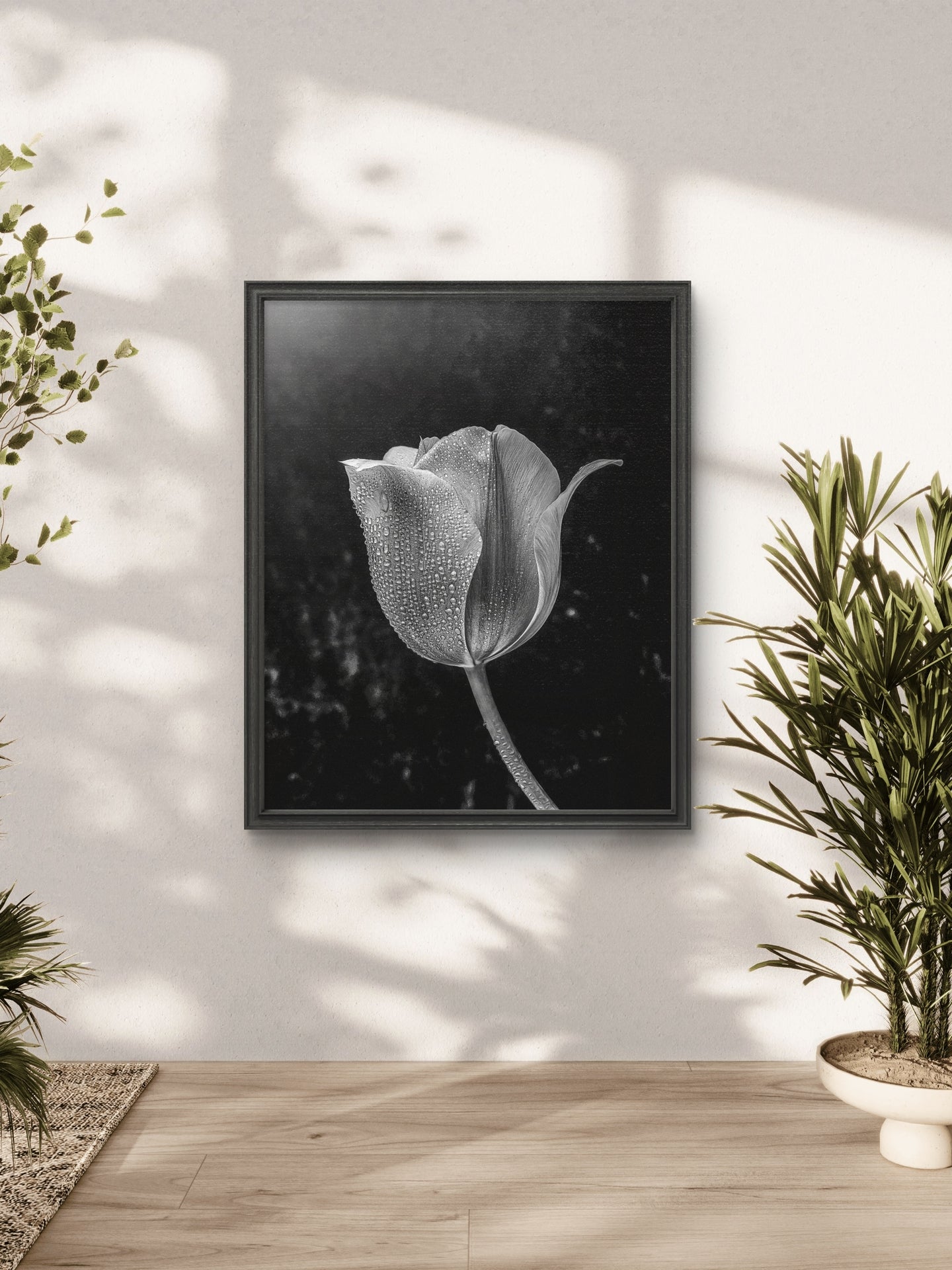 Black and White Tulip with Water Droplets
