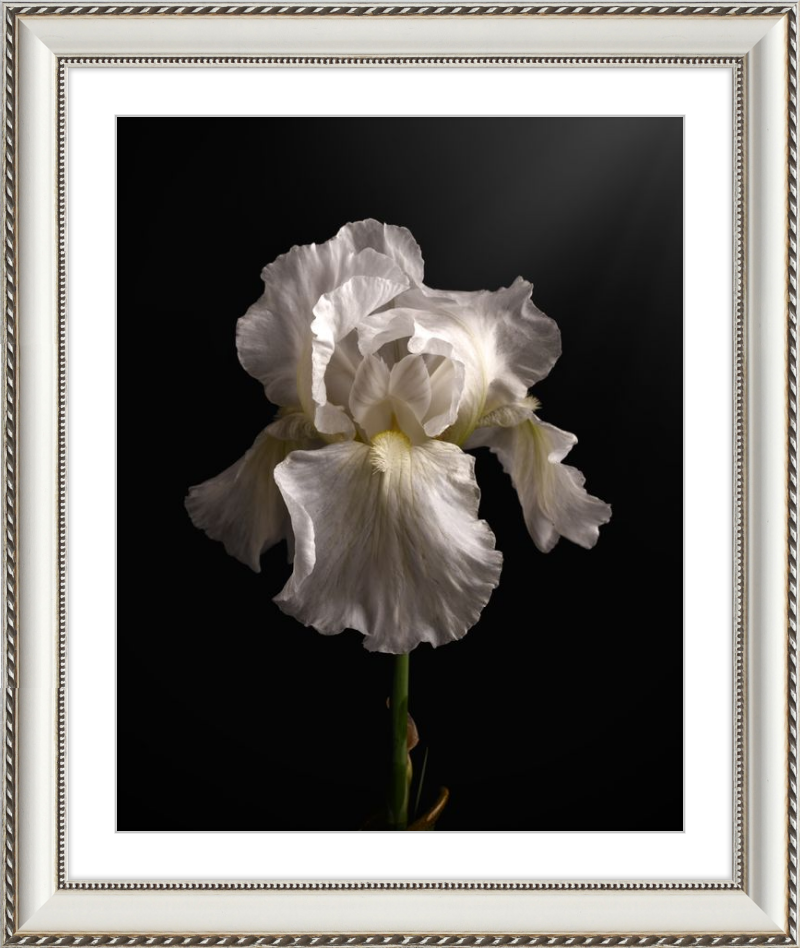 Elegant White Iris 'Immortality'