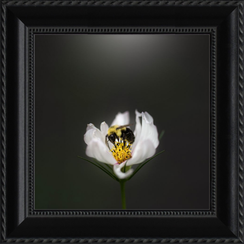 Bumble Bee on a White Cosmos